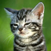 tomirevesz picture